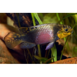 Pelvicachromis Subocelatus Matadi 4-5cm